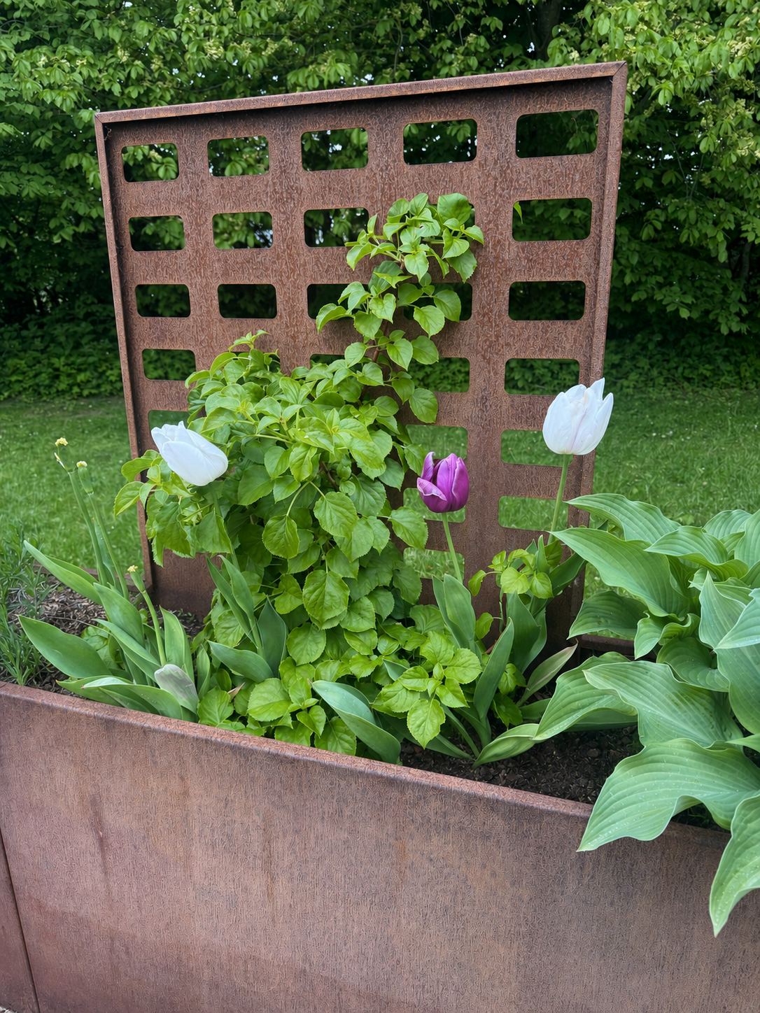 Espalier til 40cm højbed - Billede 2